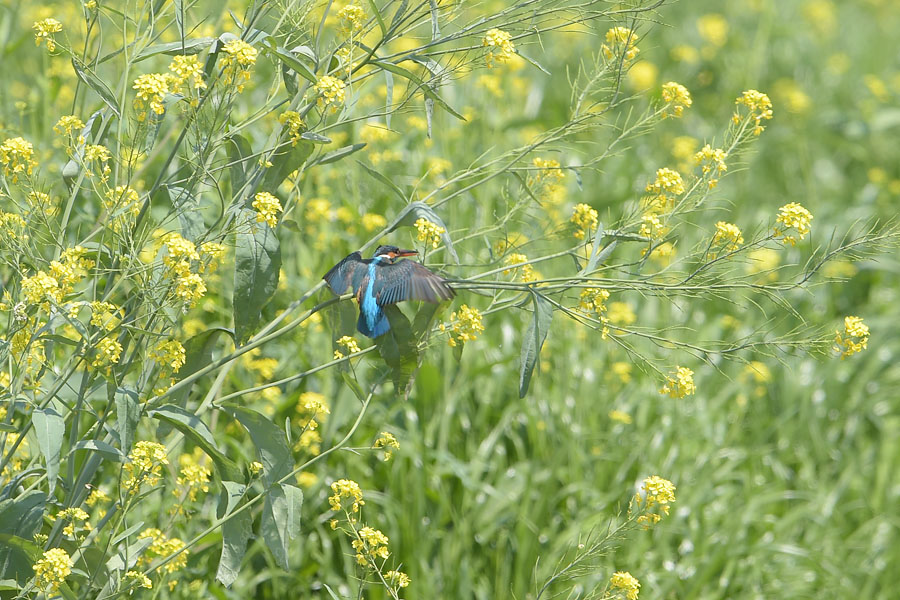 140427 雄の菜の花止り雌も_c0278820_19491018.jpg