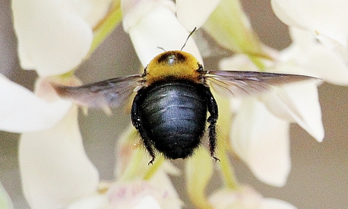 クマバチ・クマンバチ（carpenter bee）_f0310221_10485569.jpg