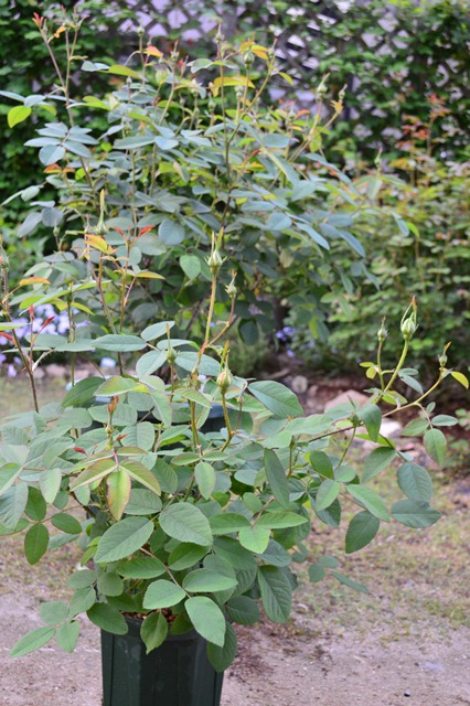 d0096422_1718488.jpg