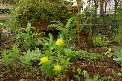 昨日・今日の花と庭_e0335926_17250980.jpg