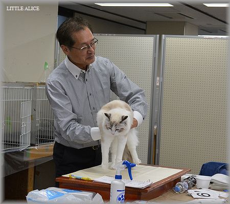 TICA&ECC 　CATSHOW　4/27_c0080132_19471942.jpg