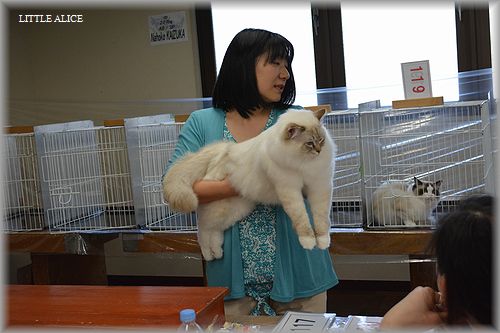 TICA&ECC 　CATSHOW　4/27_c0080132_203267.jpg