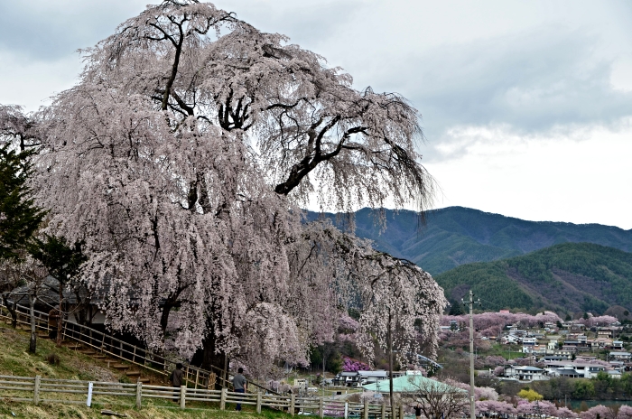 勝間の枝垂桜_b0236334_20191939.jpg