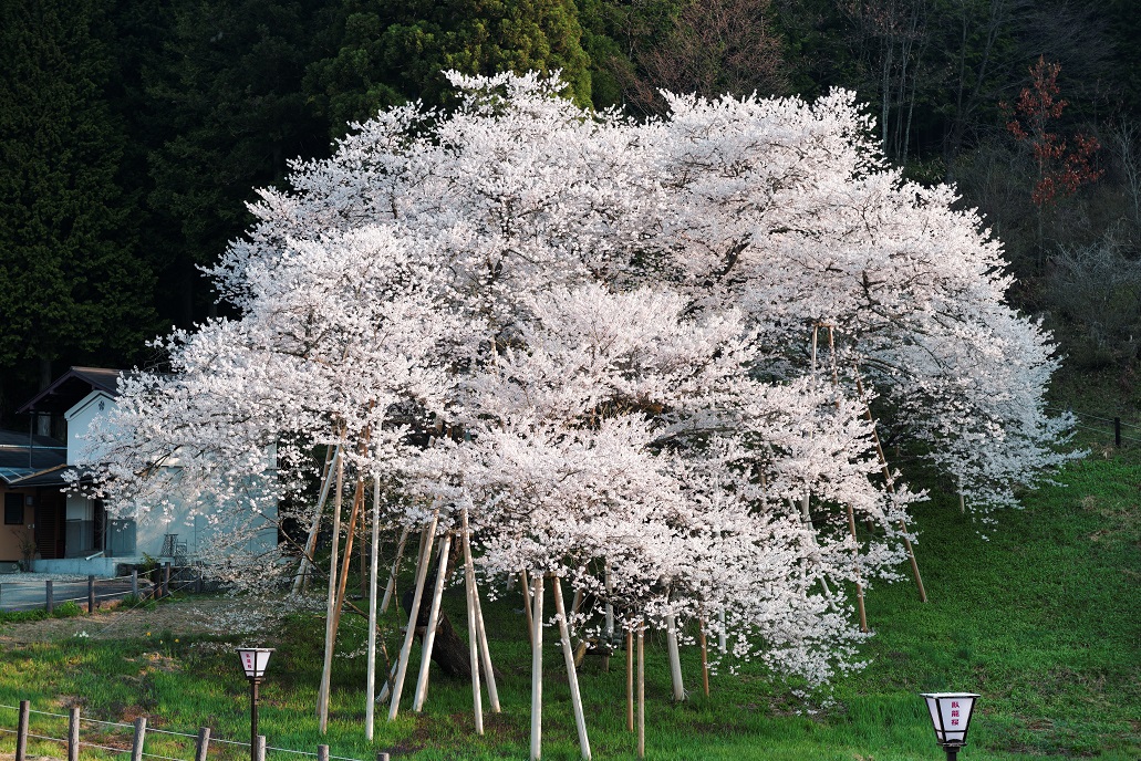 臥龍桜_f0274536_15594976.jpg