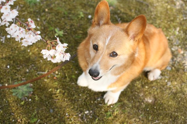 初めて会ったコーギーさんなのに お転婆コーギー犬とeos Kiss Dでのお散歩フォト