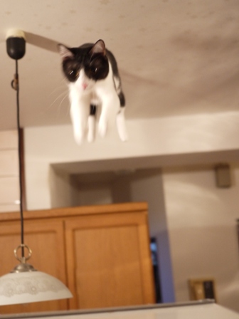空飛ぶももんが猫 みるきぃ編。_a0143140_23541786.jpg
