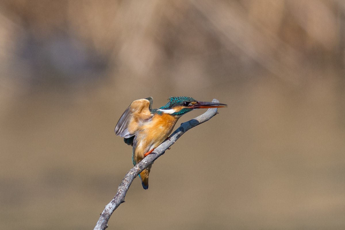 カワセミさん　気合満々の飛びつき_d0292540_18452572.jpg