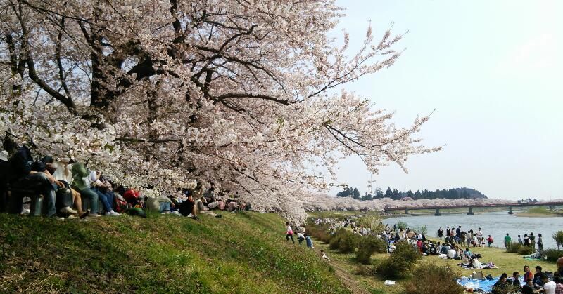 桜が満開_f0081443_2053454.jpg