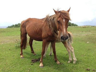 4月27日馬!!!_b0158746_1694565.jpg