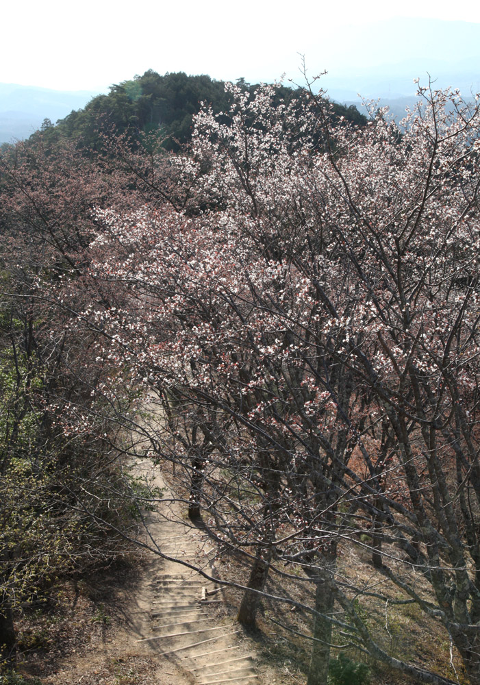 吉野　高城山（たかぎやま）　桜_c0108146_2222936.jpg