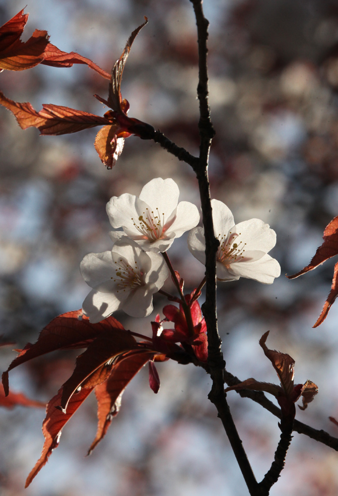 吉野　高城山（たかぎやま）　桜_c0108146_2232693.jpg