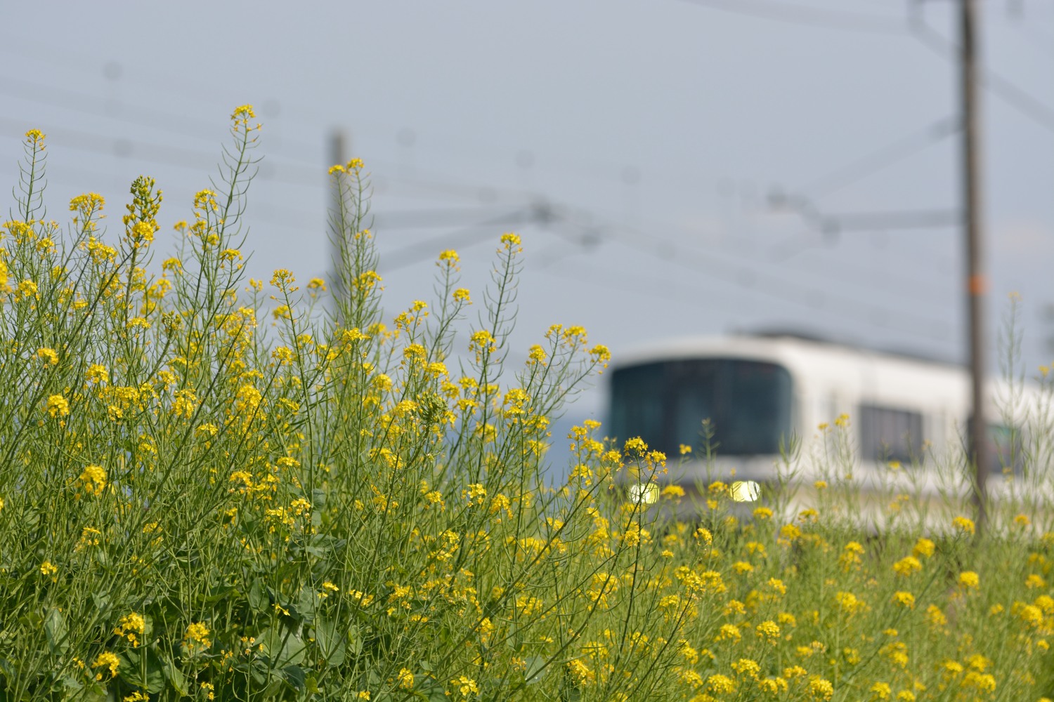 2014/4/27 嵯峨野線_c0323551_21264644.jpg