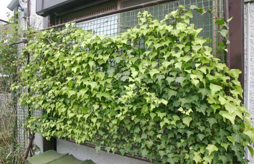 北側窓のツタ つる植物生育日記