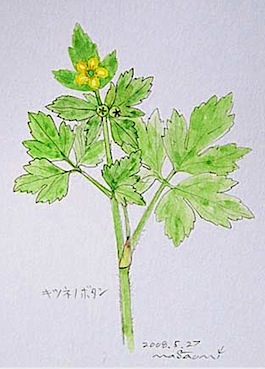 植物・野草スケッチ　『 キツネノボタン 』_a0083553_19133878.jpg