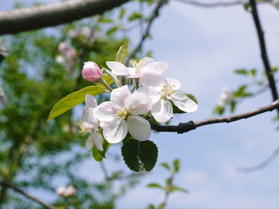 リンゴの花と株式会社旬援隊の敷地内の様子_a0254656_18172945.jpg