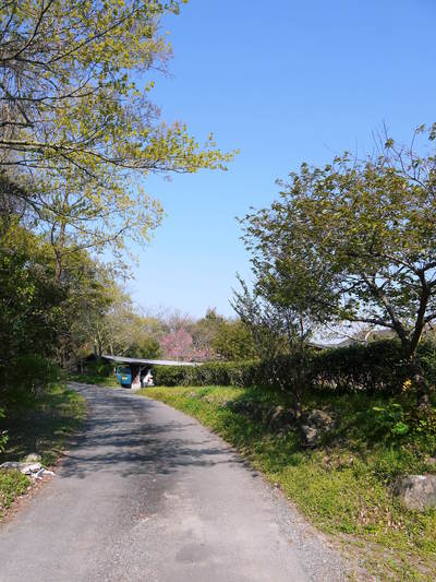 リンゴの花と株式会社旬援隊の敷地内の様子_a0254656_18223452.jpg