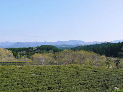リンゴの花と株式会社旬援隊の敷地内の様子_a0254656_18263716.jpg