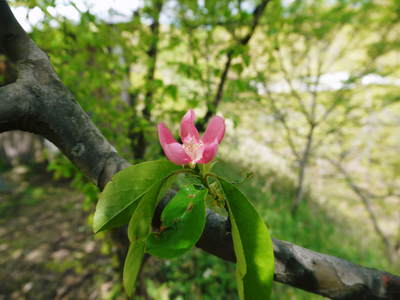 リンゴの花と株式会社旬援隊の敷地内の様子_a0254656_1843842.jpg