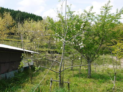 リンゴの花と株式会社旬援隊の敷地内の様子_a0254656_18484162.jpg