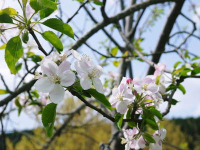 リンゴの花と株式会社旬援隊の敷地内の様子_a0254656_18532498.jpg