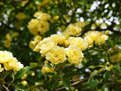 リンゴの花と株式会社旬援隊の敷地内の様子_a0254656_19275415.jpg