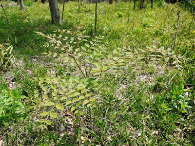 リンゴの花と株式会社旬援隊の敷地内の様子_a0254656_1991184.jpg