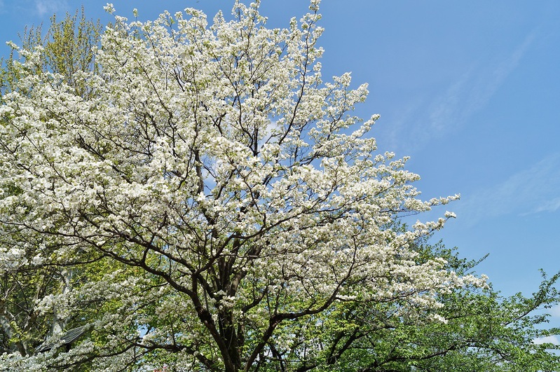 上野不忍池の猫たち_b0063958_4184752.jpg
