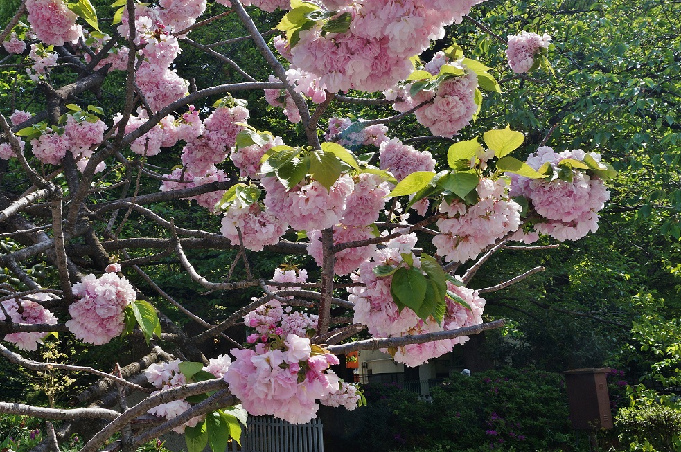 上野不忍池の猫たち_b0063958_4193695.jpg