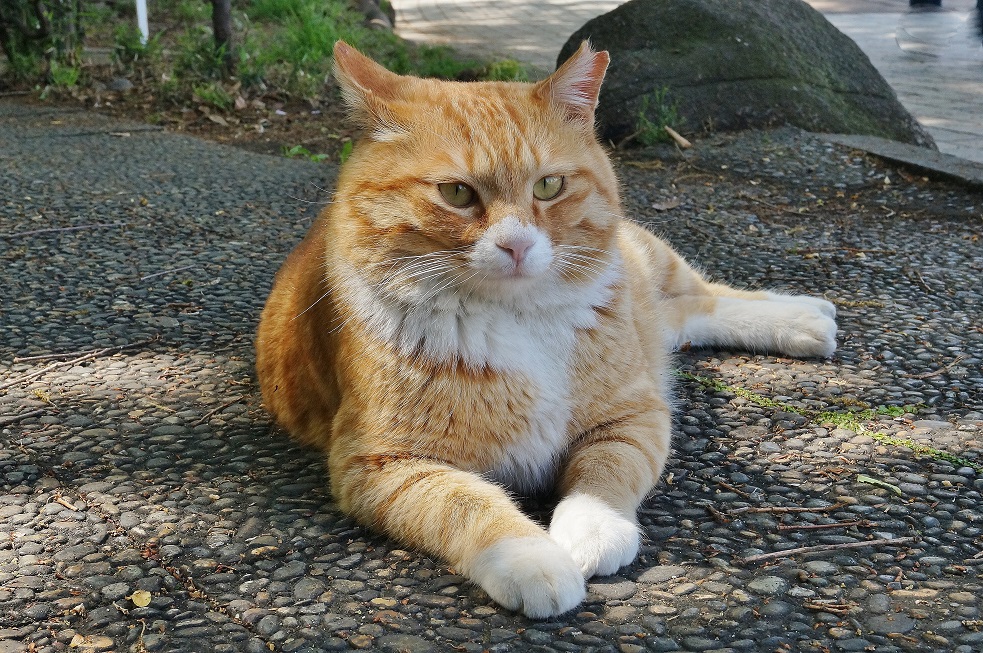 上野不忍池の猫たち_b0063958_4195561.jpg