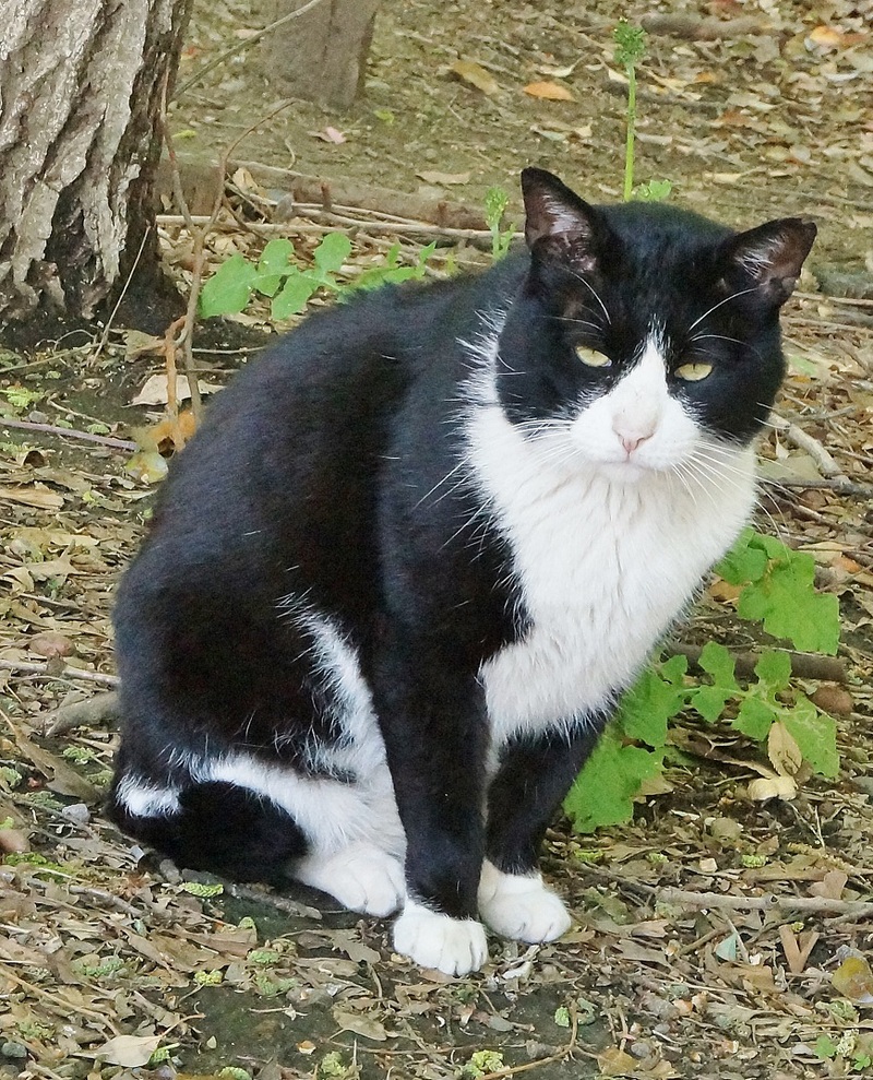 上野不忍池の猫たち_b0063958_4201377.jpg