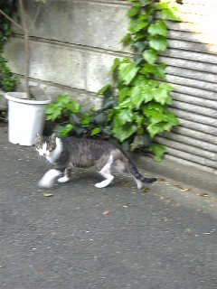 今朝の猫さんは、回り込み_d0001866_7102692.jpg