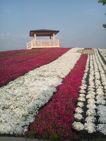 芝桜見物・・_d0152869_19171643.jpg