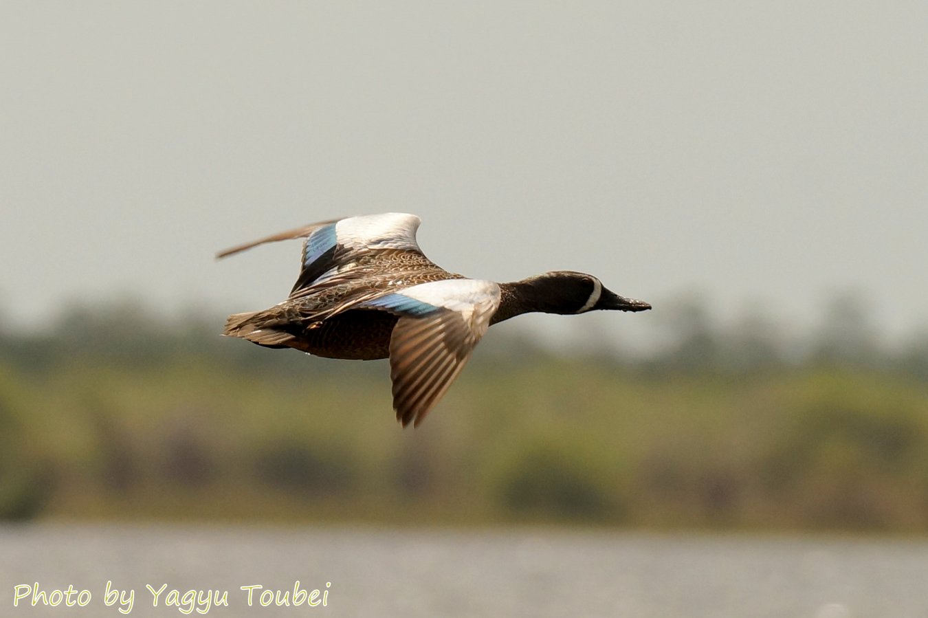 飛ぶ Blue-winged Teal （ブルーウイングドゥ　ティール）_b0132475_10493436.jpg