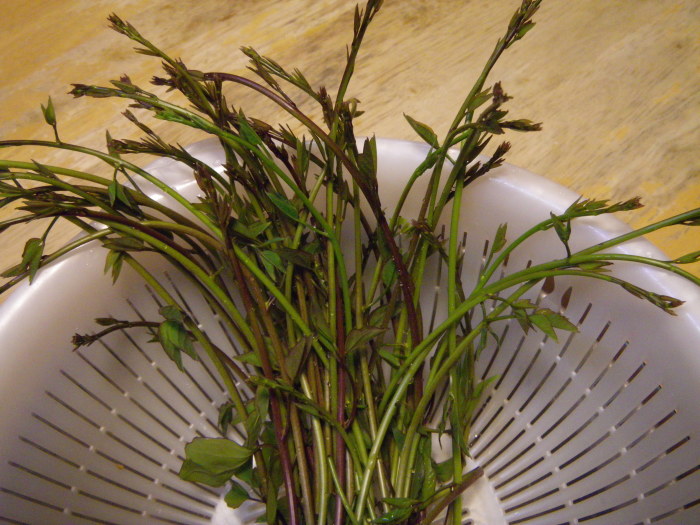 春の山菜~その1(タラノメ・ハリギリ・アケビの芽・ユキノシタ)_f0170180_19594121.jpg