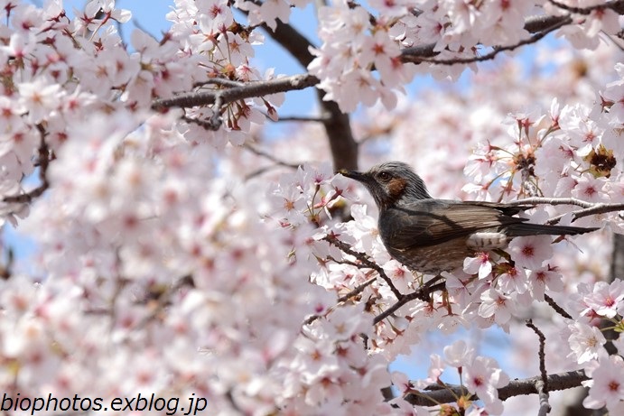 桜と野鳥と春の花を鳥 撮り 鳥 撮り あるふぁ