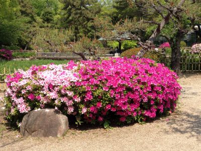 鶴舞公園のツツジ（4月27日）_d0021786_2031062.jpg