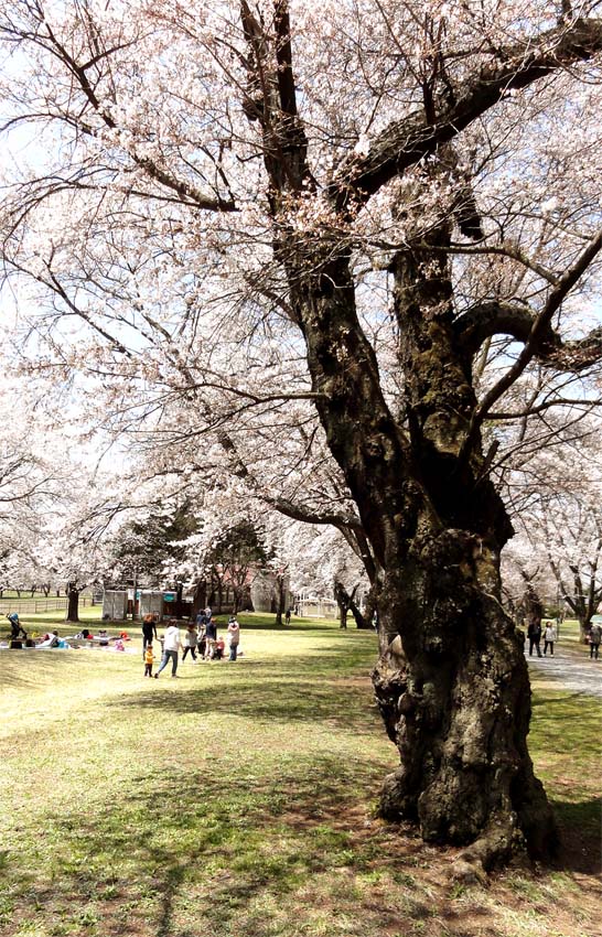 2014/04/27　旅　佐久市内の桜巡り。　その２。_c0237096_16156.jpg