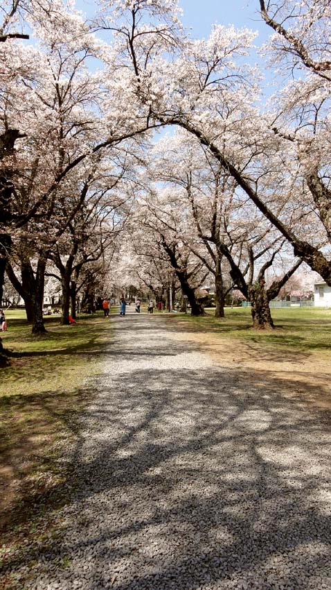 2014/04/27　旅　佐久市内の桜巡り。　その２。_c0237096_1641922.jpg