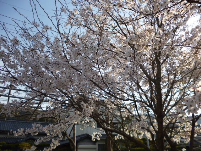 ～桜たちのひとりごと～_e0117398_19415318.jpg