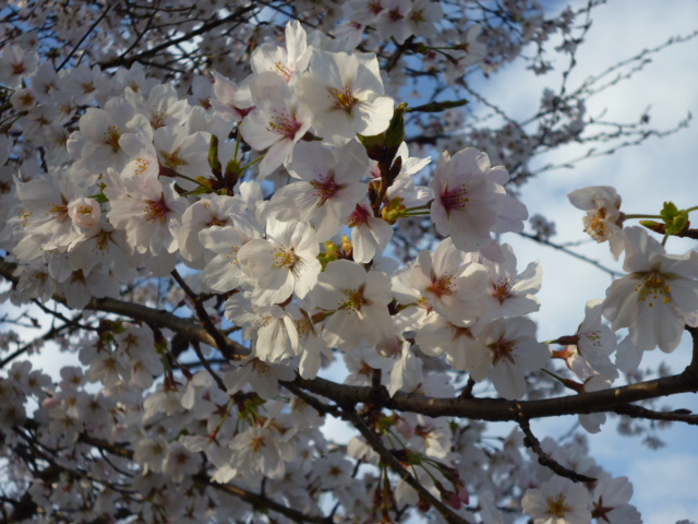 ～桜たちのひとりごと～_e0117398_19442788.jpg