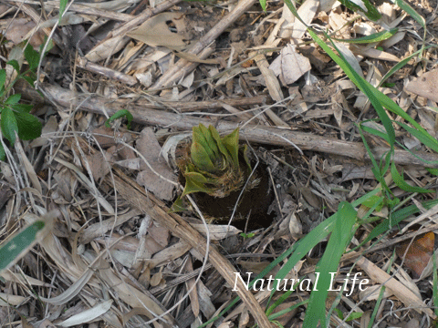 b0162000_03301611.gif