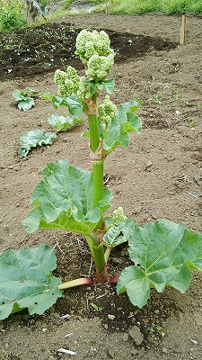e0270403_1238423.jpg