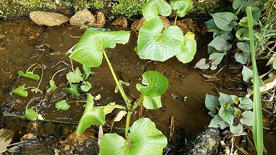 e0270403_1241343.jpg