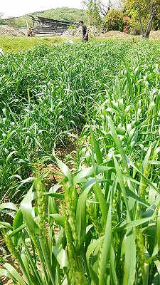 e0270403_1345968.jpg