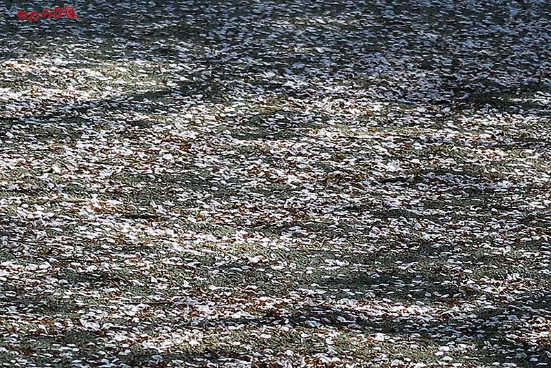 CARPET of CHERRY PETALS_b0134907_8435776.jpg