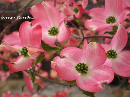追記あり ハナミズキ 君と好きな人が100年続きますように 花が教えてくれたこと