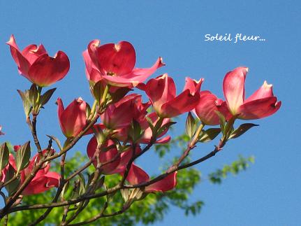 追記あり ハナミズキ 君と好きな人が100年続きますように 花が教えてくれたこと
