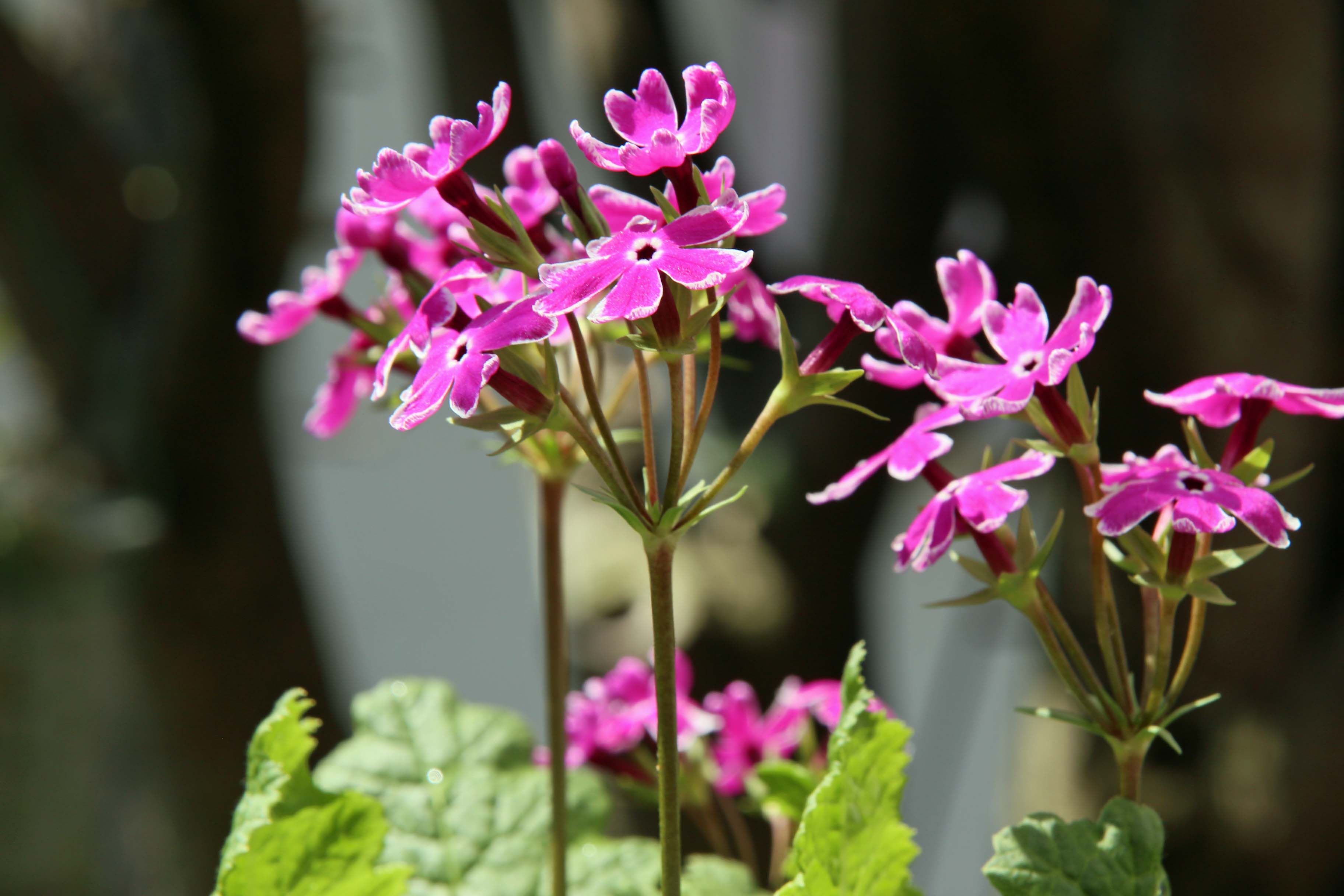 日本桜草 悠悠緩緩187 日本桜草 悠悠緩緩187