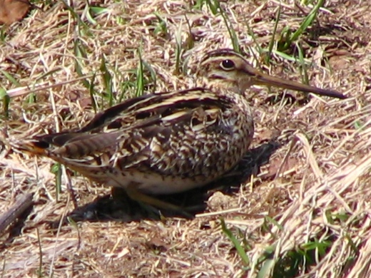 e0062415_17241318.jpg