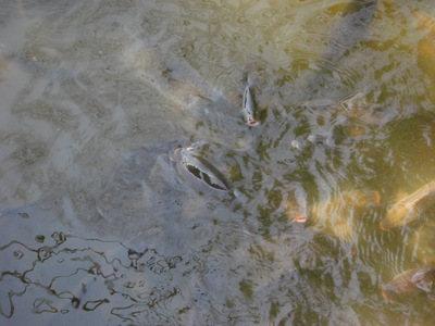 c0074721_1623740.jpg